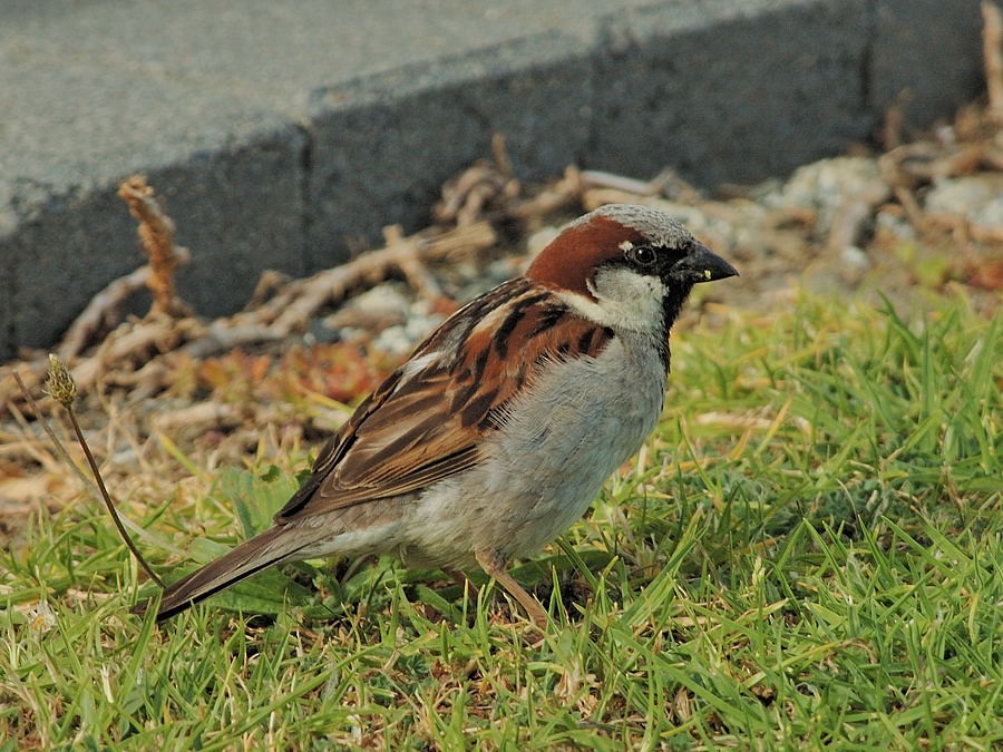 House Sparrow - Georges Olioso