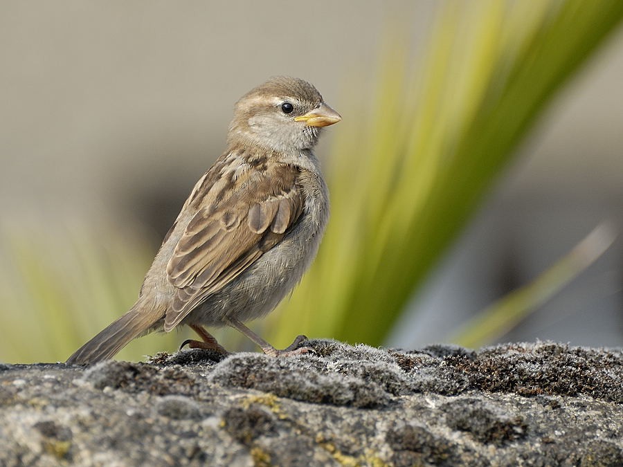 House Sparrow - Georges Olioso