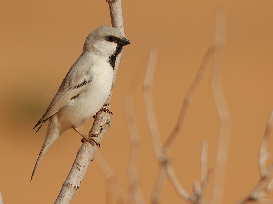 Desert Sparrow - Georges Olioso