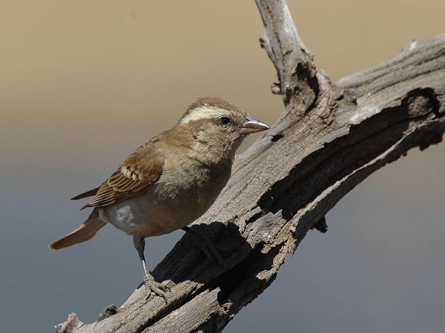Yellow-throated Bush Sparrow - ML204912641