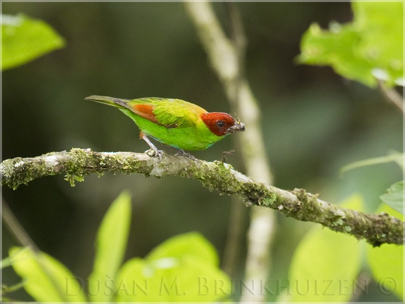 Rufous-winged Tanager - Dušan Brinkhuizen