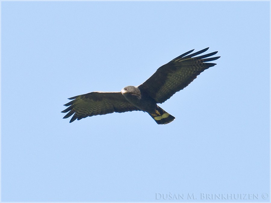 Zone-tailed Hawk - Dušan Brinkhuizen