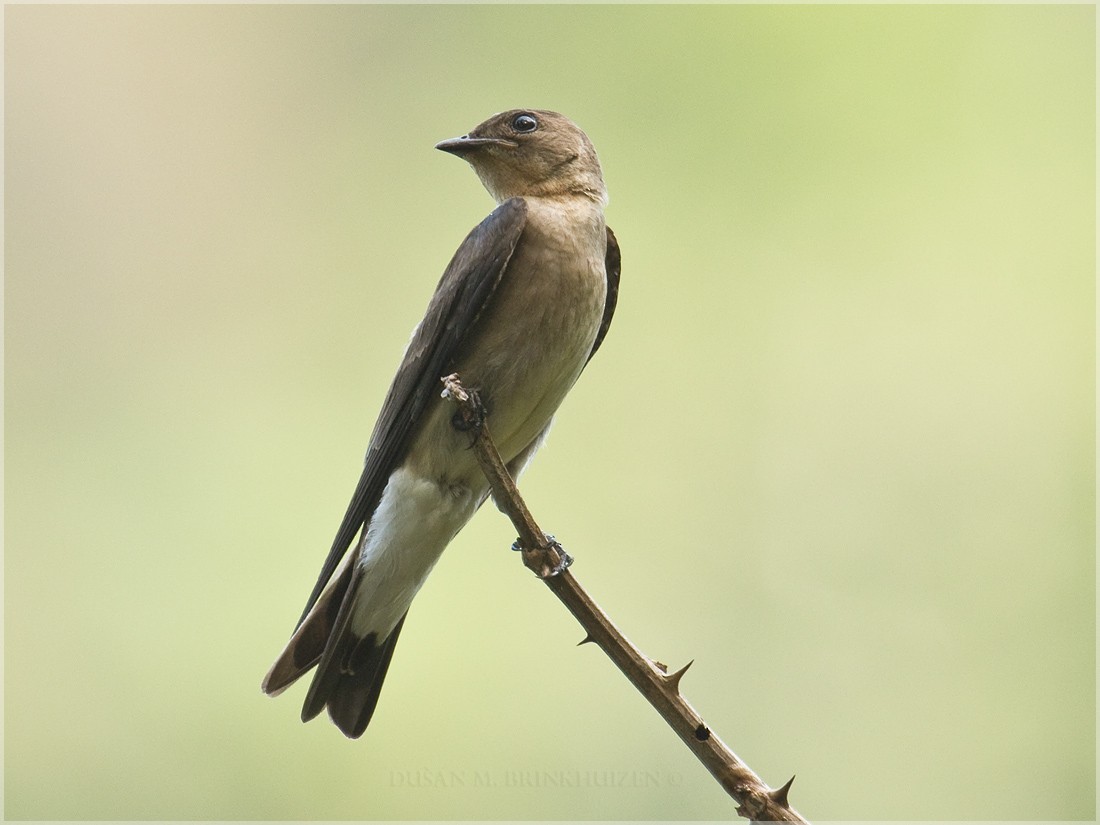 Southern Rough-winged Swallow - Dušan Brinkhuizen