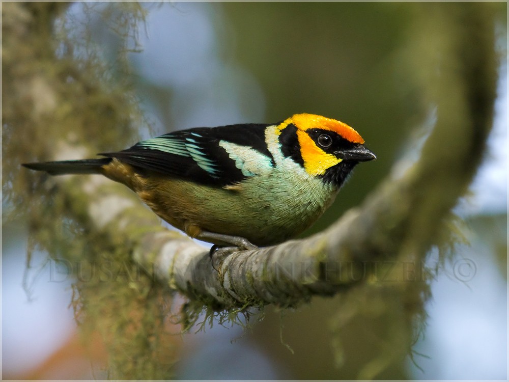 Flame-faced Tanager (Yellow-faced) - Dušan Brinkhuizen