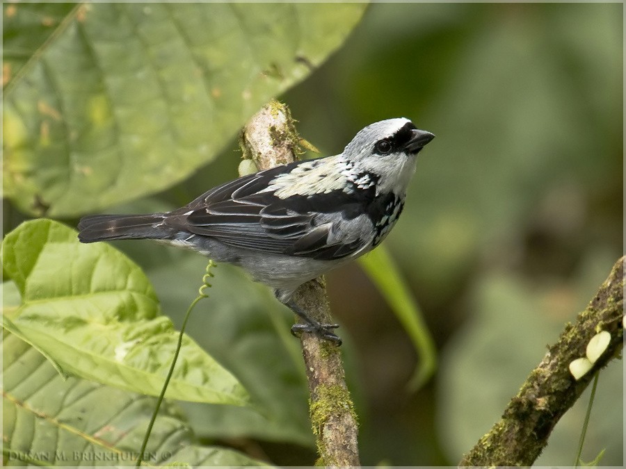 Gray-and-gold Tanager - ML204913221