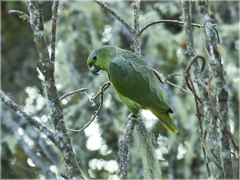 Scaly-naped Parrot - ML204913231