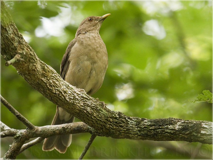 Clay-colored Thrush - Dušan Brinkhuizen