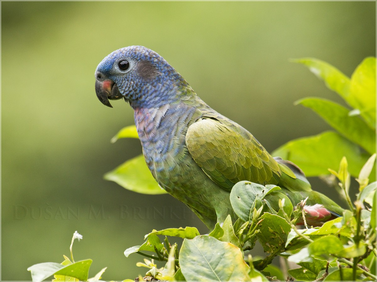 Blue-headed Parrot (Blue-headed) - ML204913331