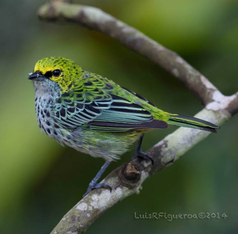 Speckled Tanager - Luis R Figueroa
