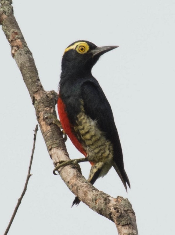 Yellow-tufted Woodpecker - Luis R Figueroa