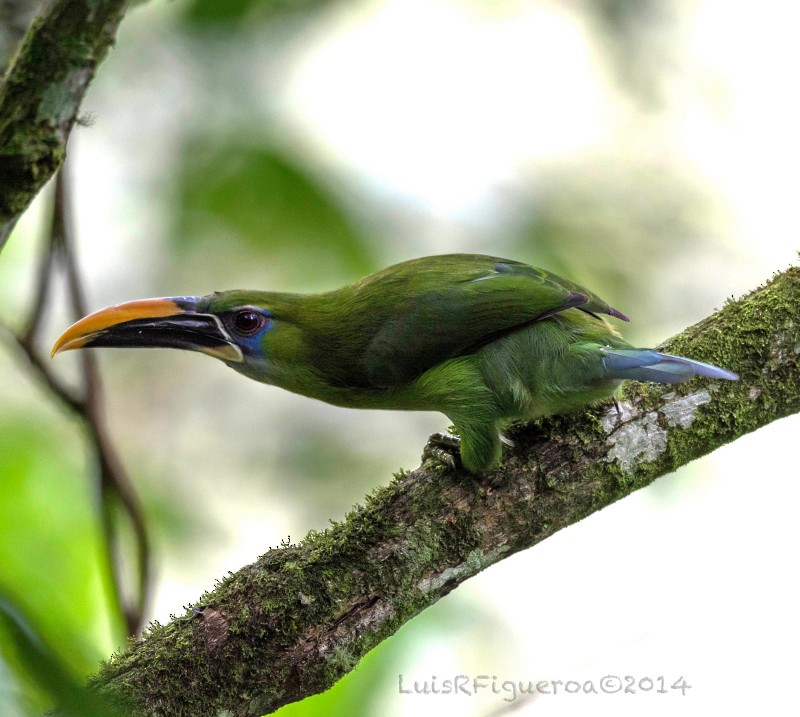 Groove-billed Toucanet (Yellow-billed) - ML204913981