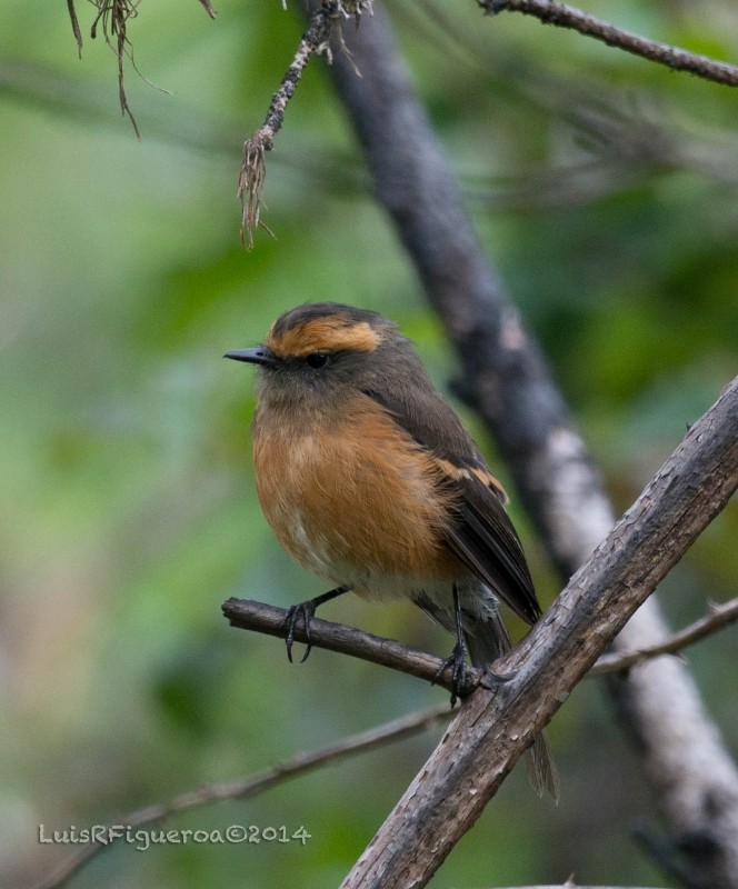 Rufous-browed Chat-Tyrant - Luis R Figueroa