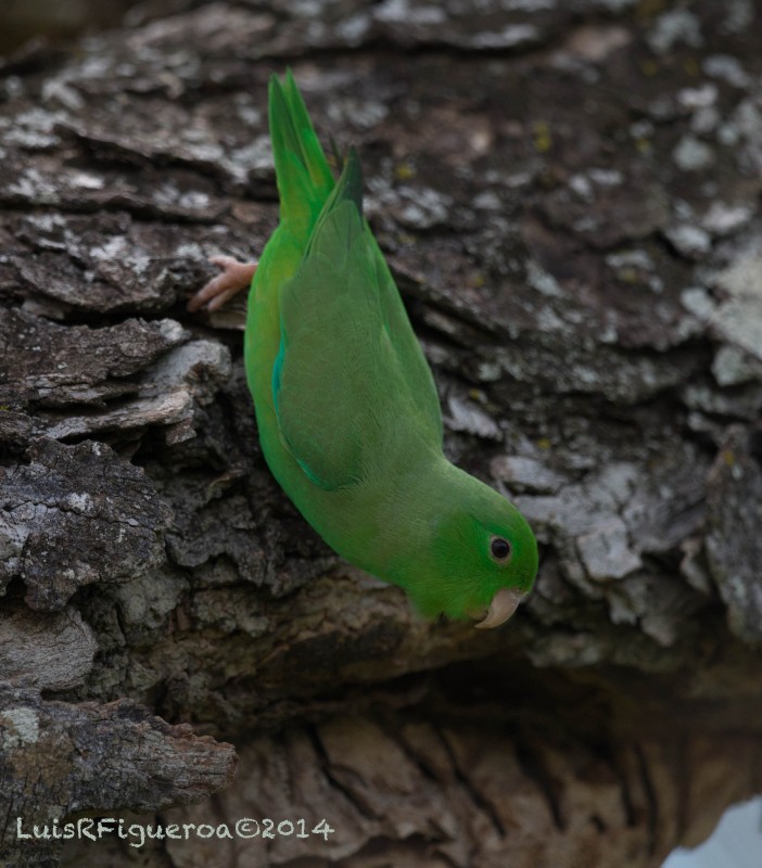 Yeşil Sokumlu Serçe Papağanı - ML204914161