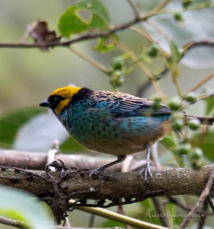 Saffron-crowned Tanager - ML204914211