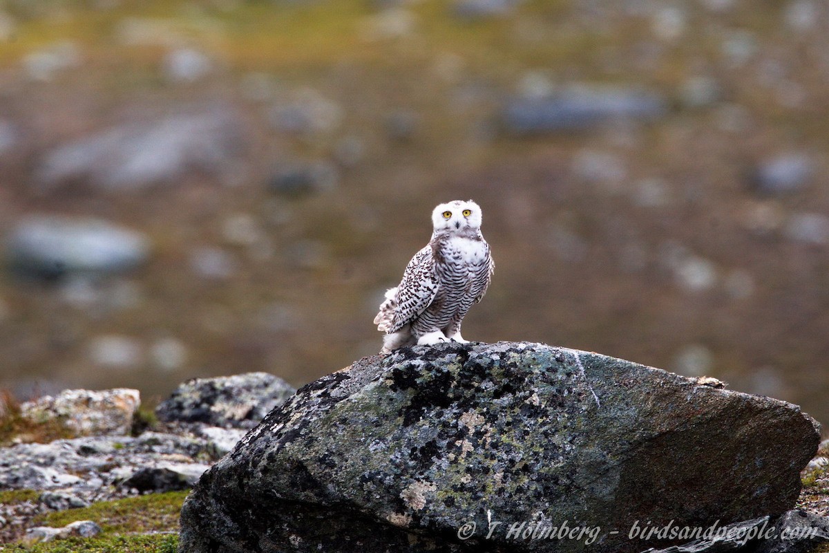 Snowy Owl - ML204914361