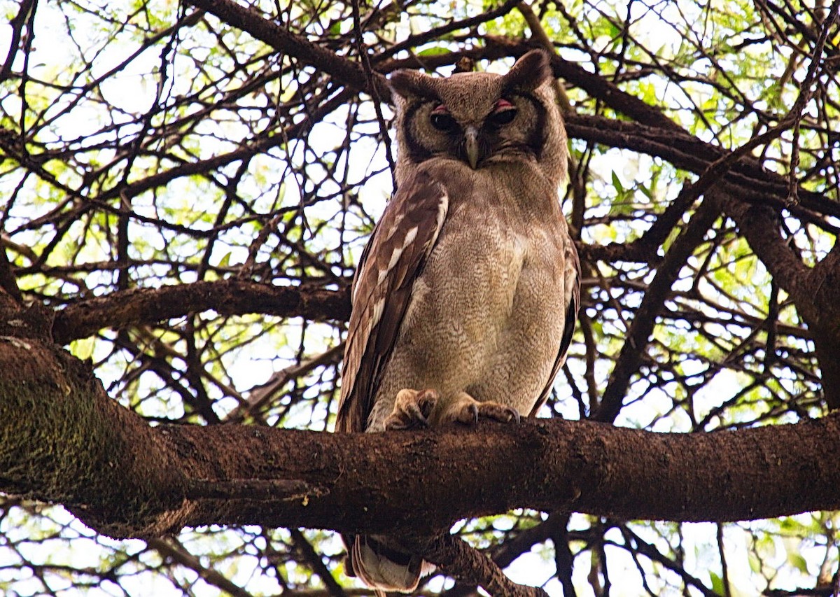 Verreaux's Eagle-Owl - ML204914381