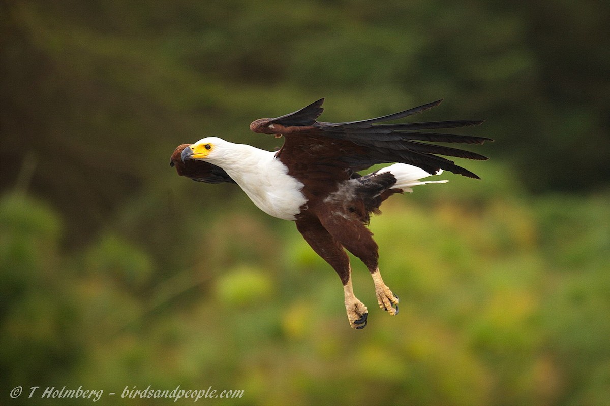 African Fish-Eagle - ML204914401