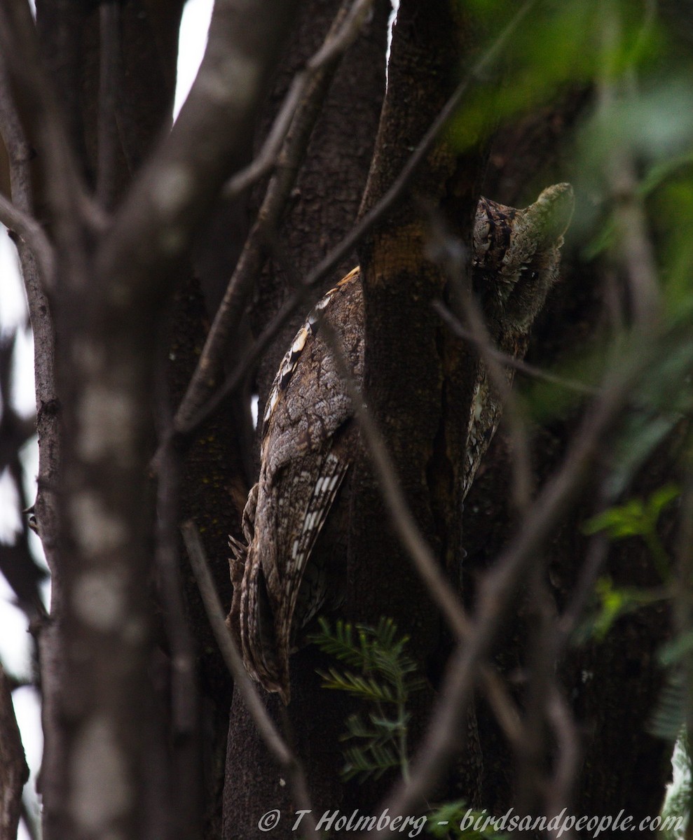 African Scops-Owl (African) - ML204914431