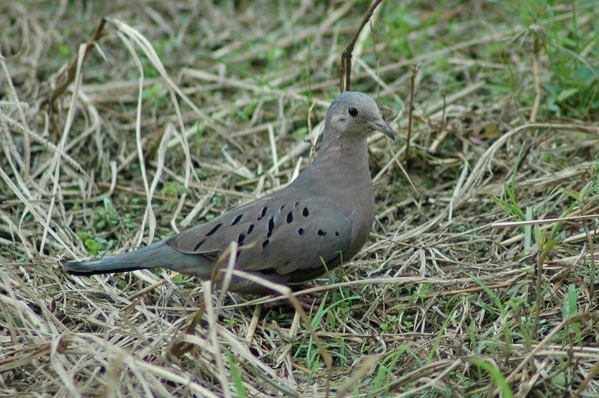 Ecuadorian Ground Dove - ML204914631