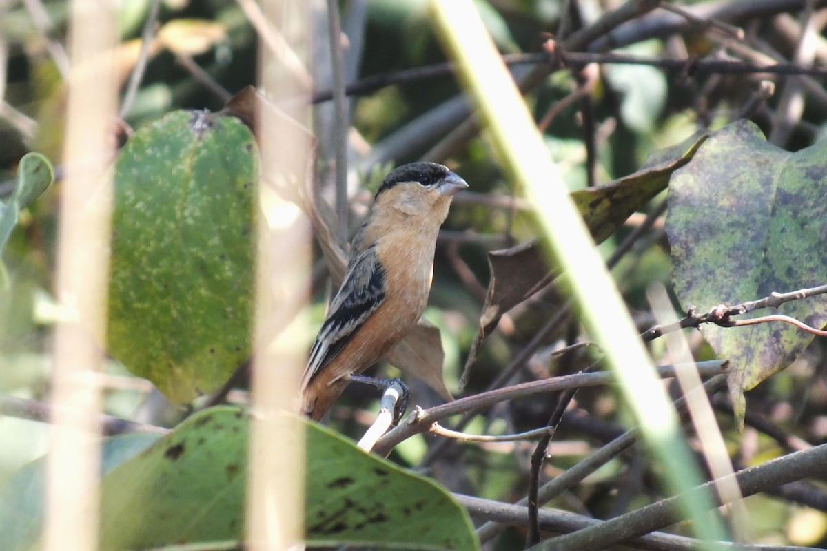 Black-and-tawny Seedeater - ML204914651