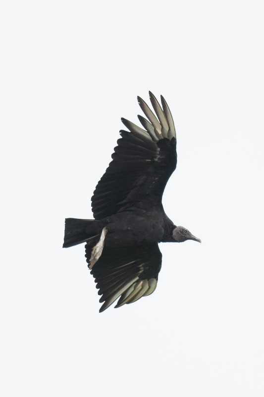 Black Vulture - ML204915691