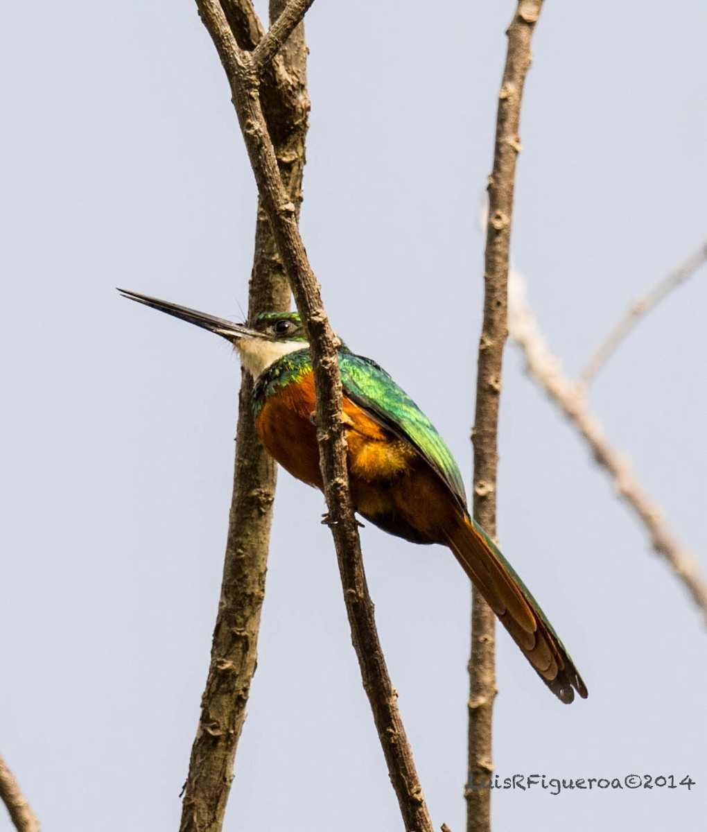 Rufous-tailed Jacamar (Rufous-tailed) - Luis R Figueroa