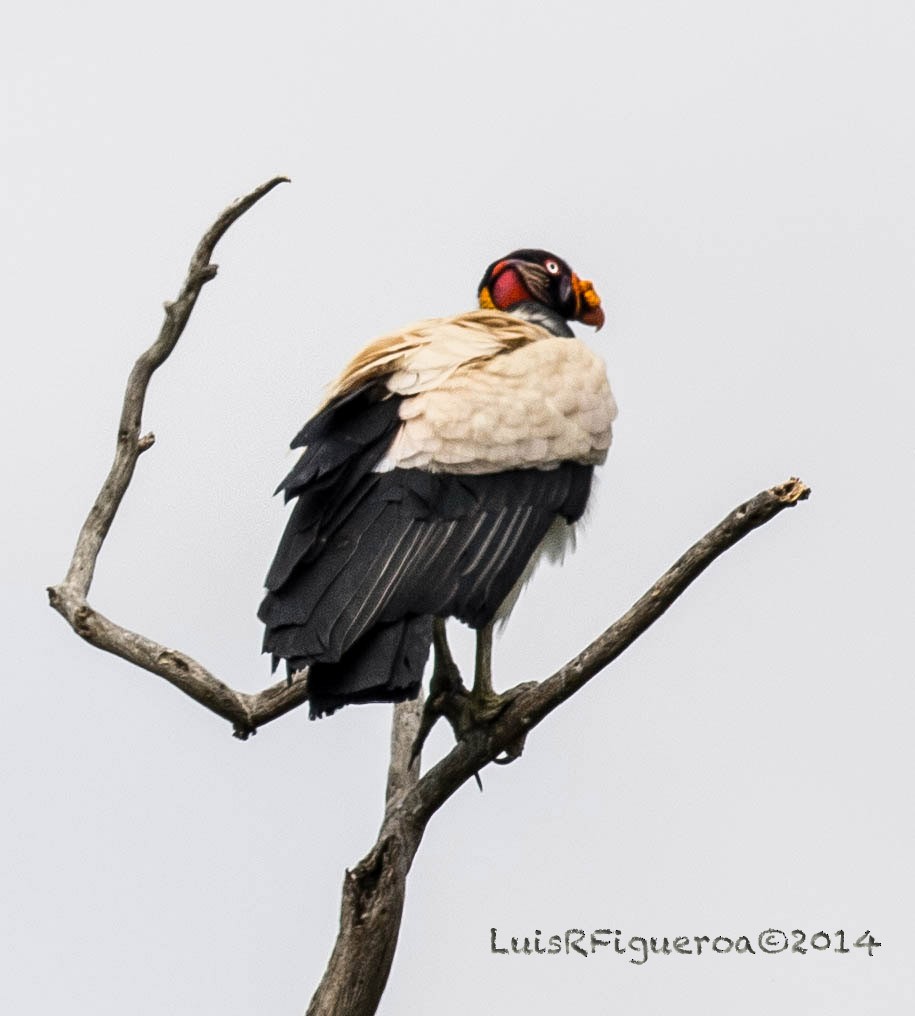 King Vulture - Luis R Figueroa