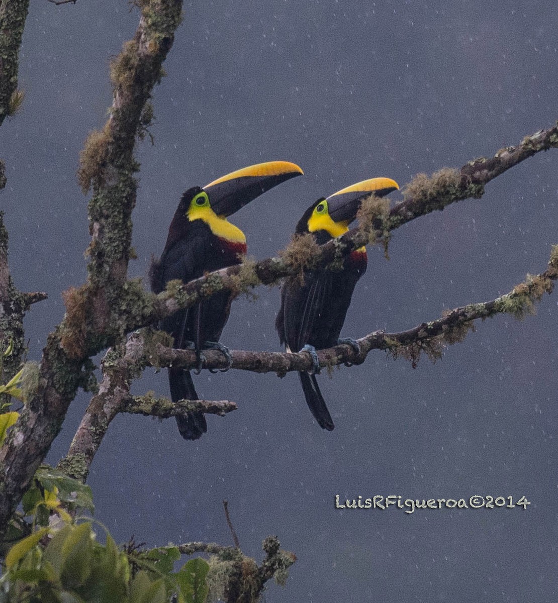 Yellow-throated Toucan (Black-mandibled) - Luis R Figueroa