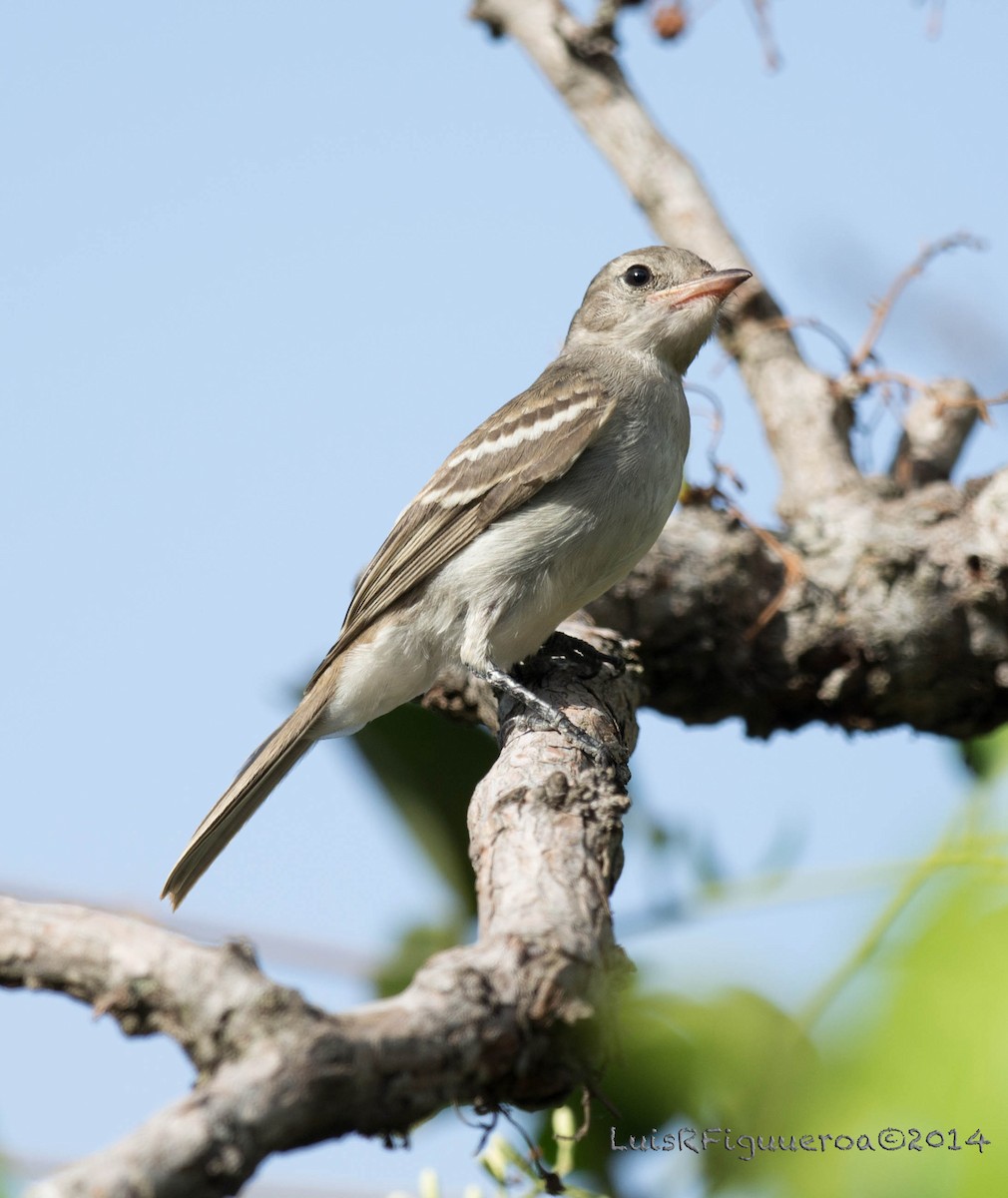 Northern Mouse-colored Tyrannulet - Luis R Figueroa