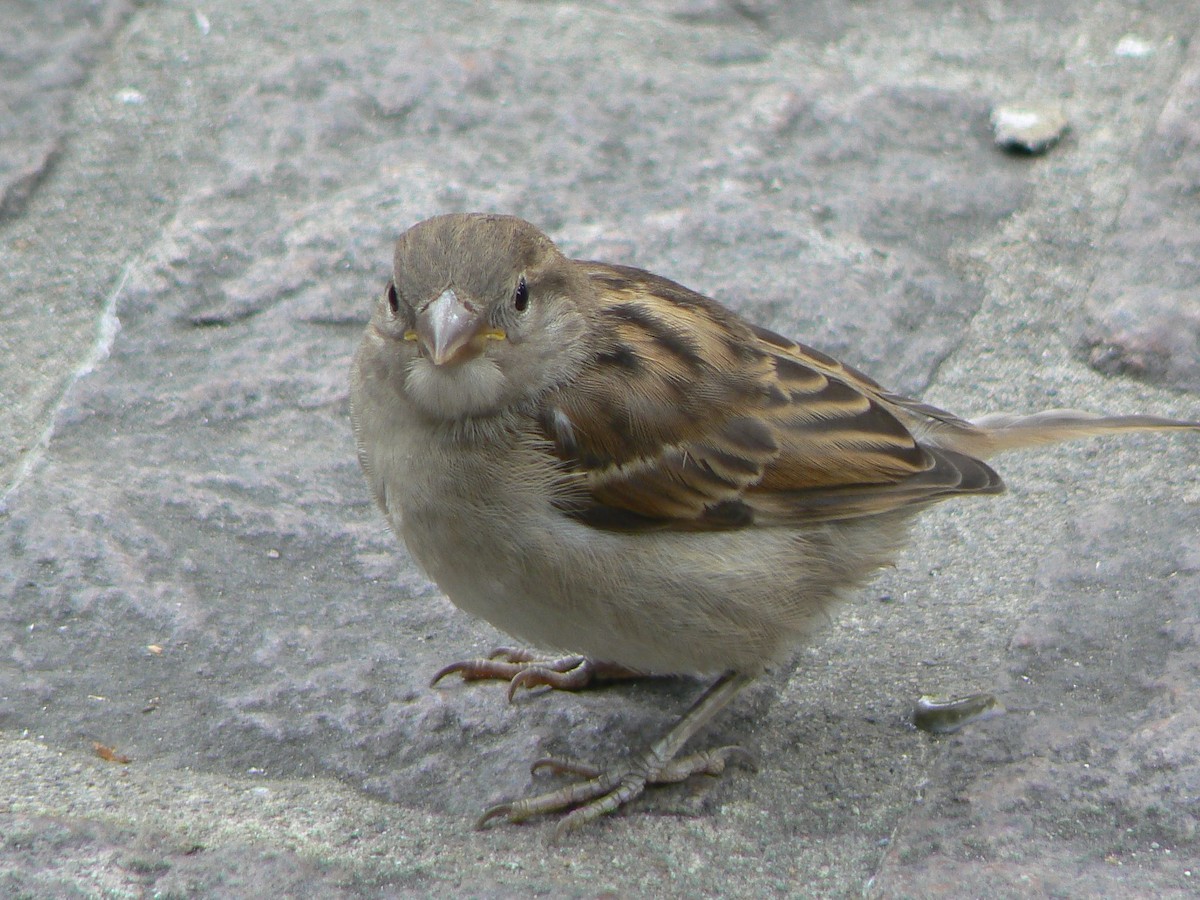 House Sparrow - ML204916121