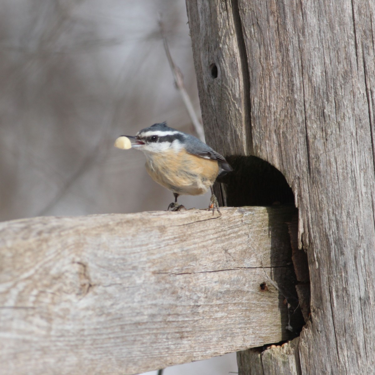 Red-breasted Nuthatch - ML204916211