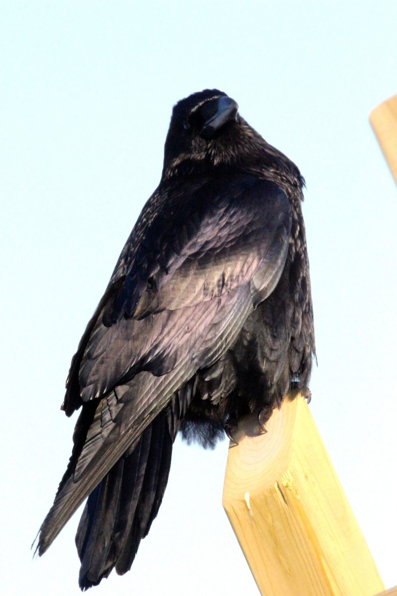 Common Raven - Michael Chandler