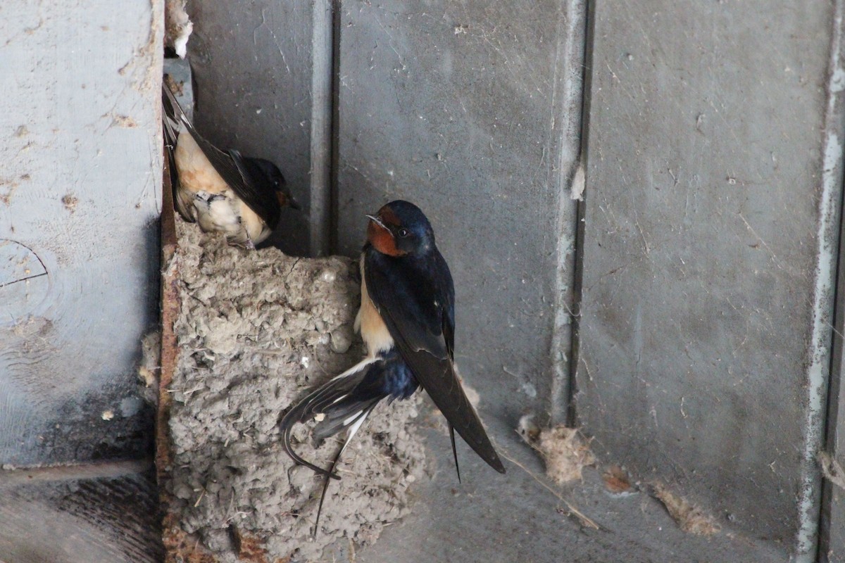 Barn Swallow - ML204916271