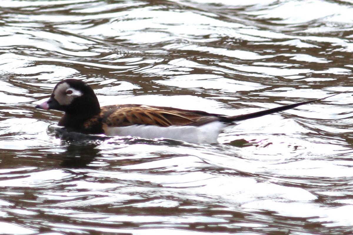 Long-tailed Duck - ML204916301