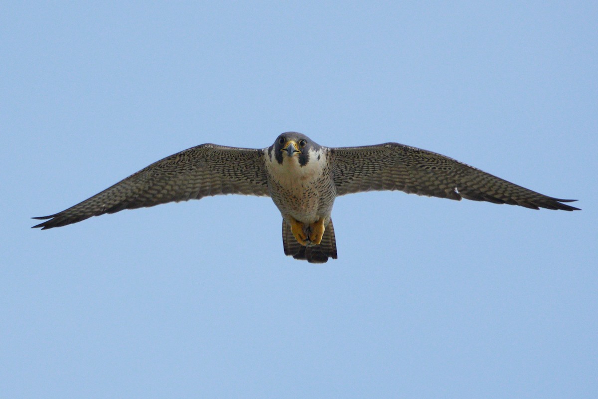 Peregrine Falcon (Eurasian) - ML204916391