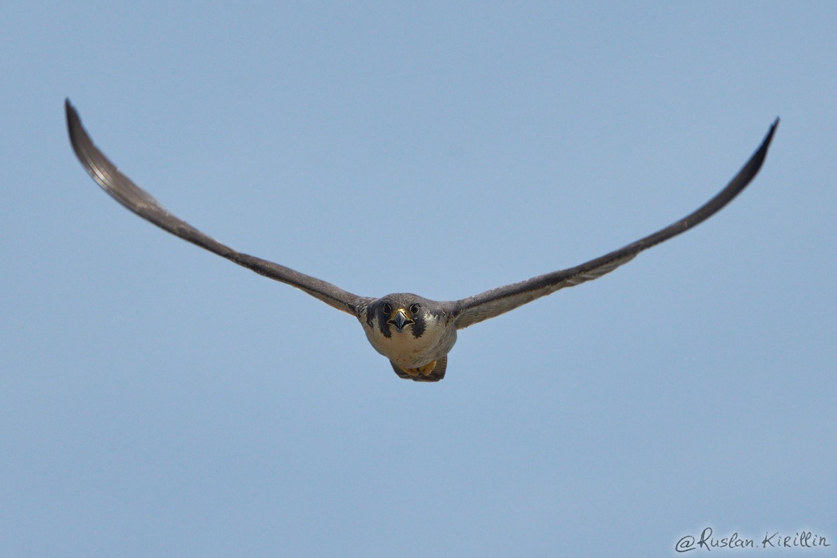Peregrine Falcon (Eurasian) - ML204916401