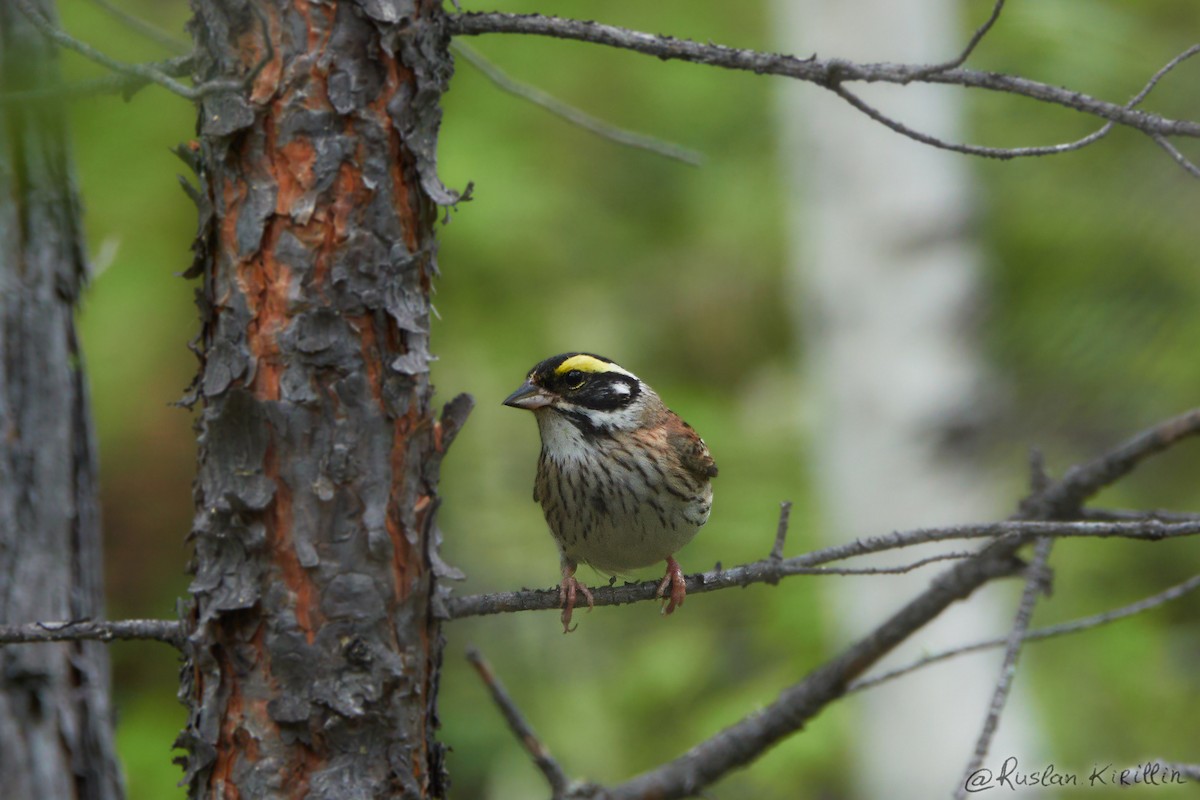 Yellow-browed Bunting - ML204916411