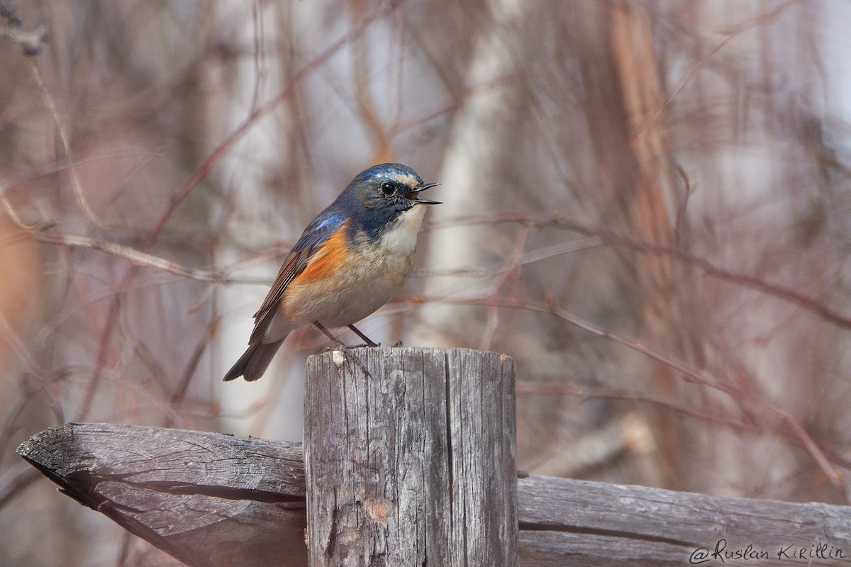 Red-flanked Bluetail - ML204916421
