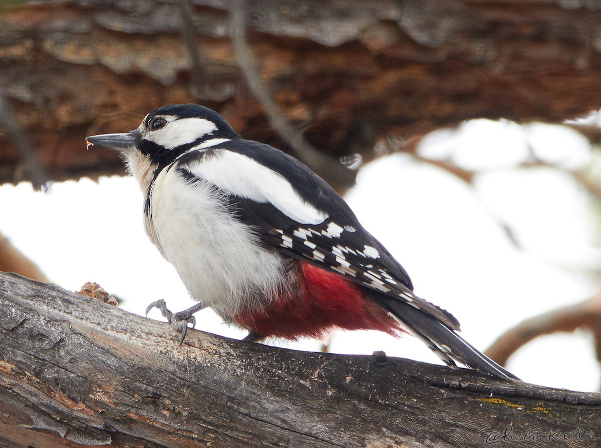 Great Spotted Woodpecker (Great Spotted) - Ruslan  Kirillin