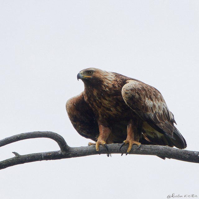 Golden Eagle (Russia). - Golden Eagle - 