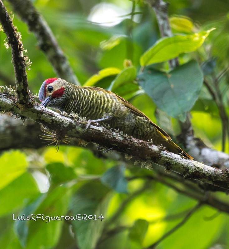 Golden-olive Woodpecker (Golden-olive) - Luis R Figueroa