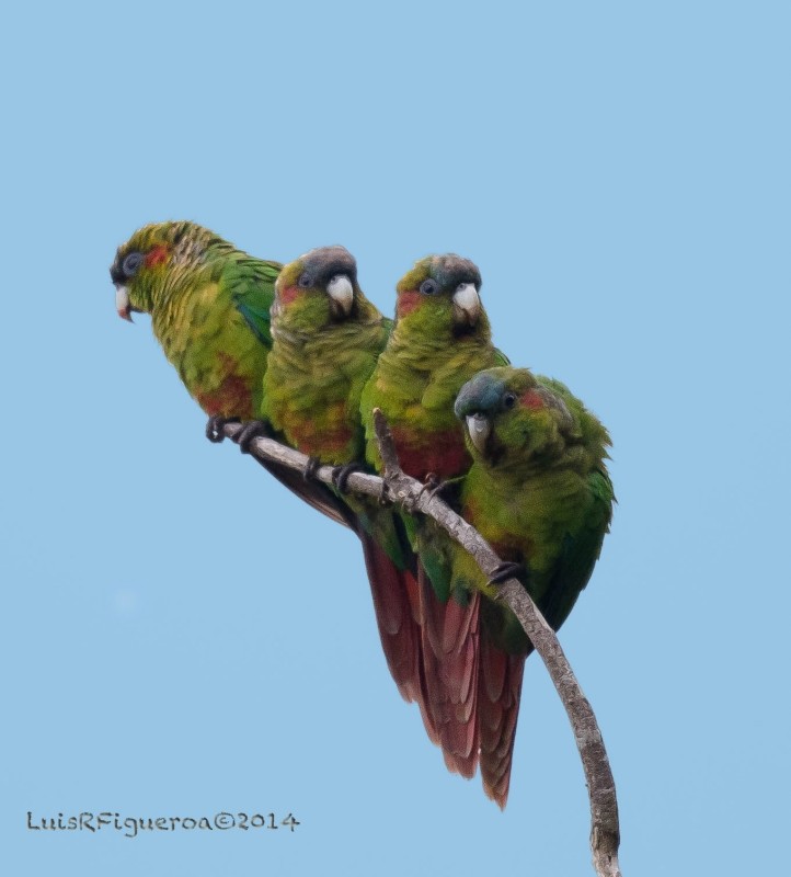 Red-eared Parakeet - Luis R Figueroa