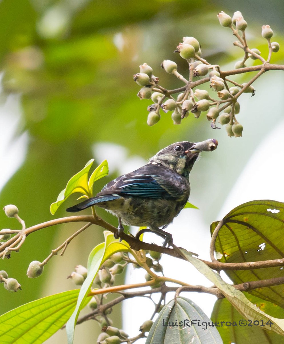 Beryl-spangled Tanager - Luis R Figueroa