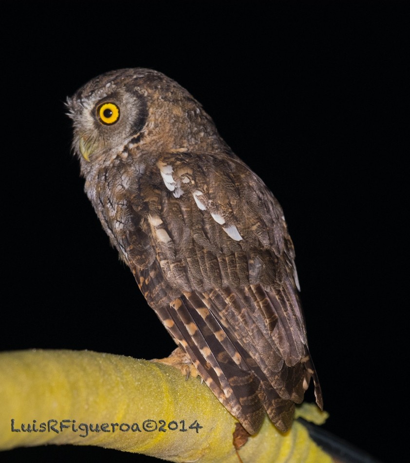 Tropical Screech-Owl - Luis R Figueroa