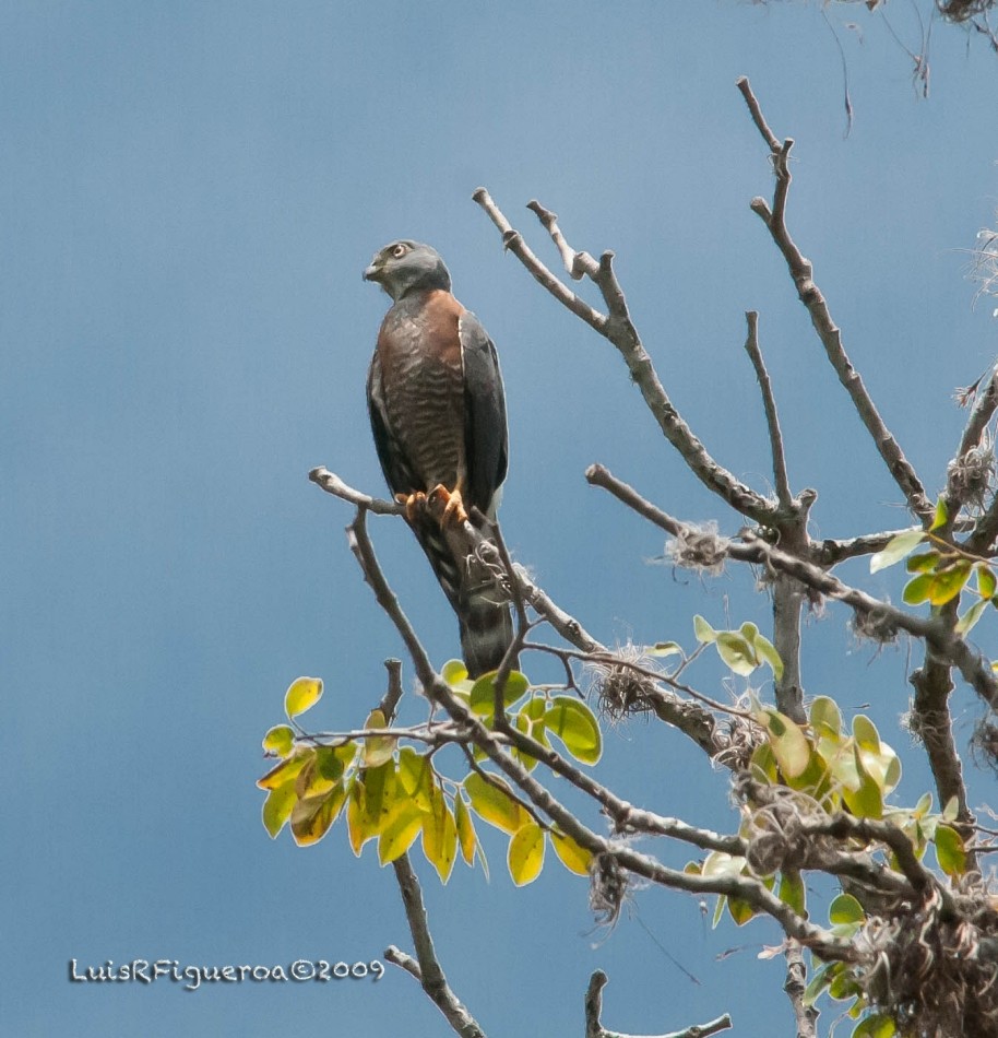 Double-toothed Kite - ML204918271