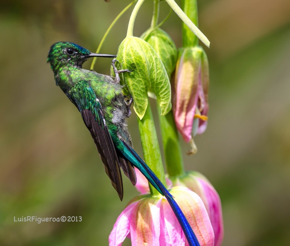 Long-tailed Sylph - ML204918341