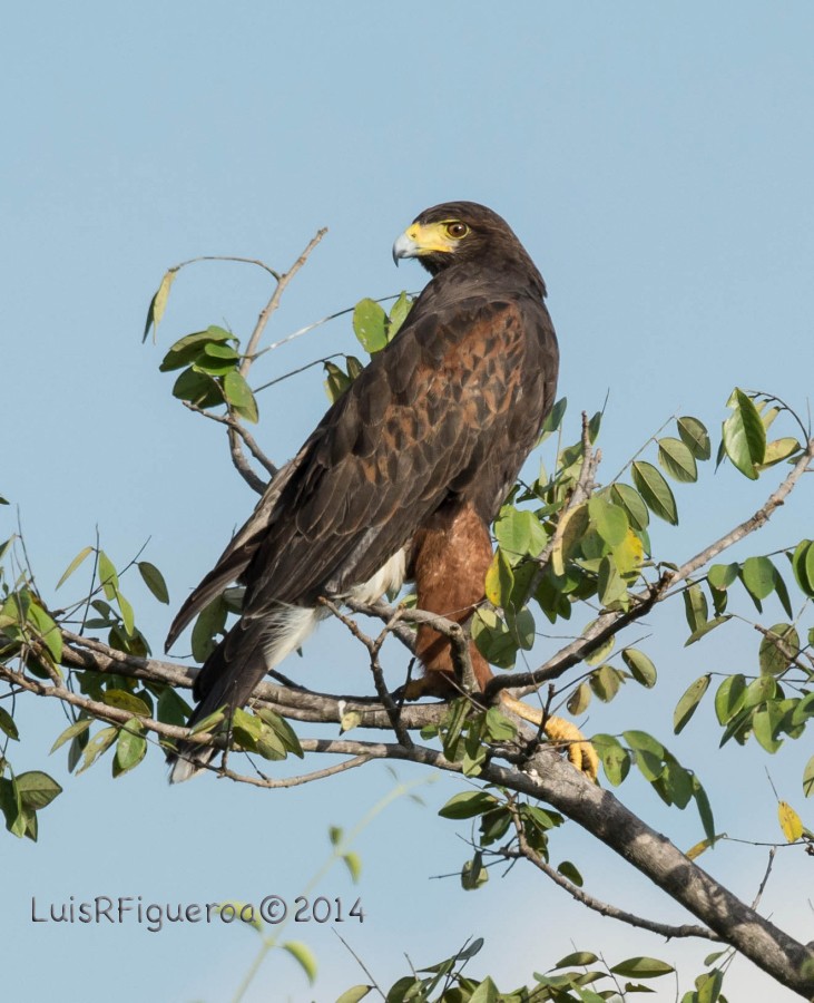 Harris's Hawk (Bay-winged) - Luis R Figueroa