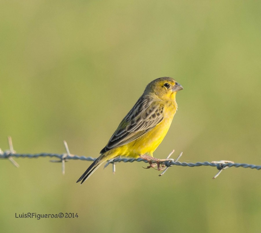 Grassland Yellow-Finch (Grassland) - Luis R Figueroa