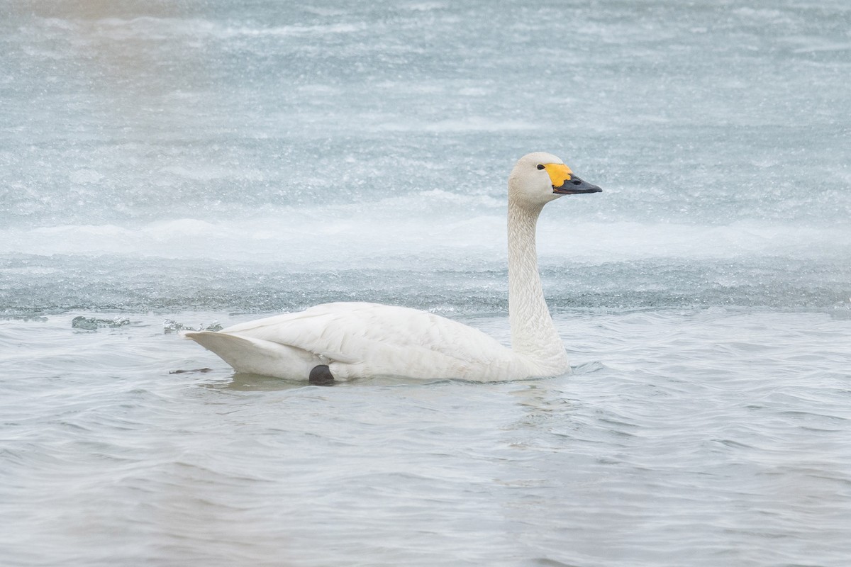 Tundra Swan (Bewick's) - ML204918451