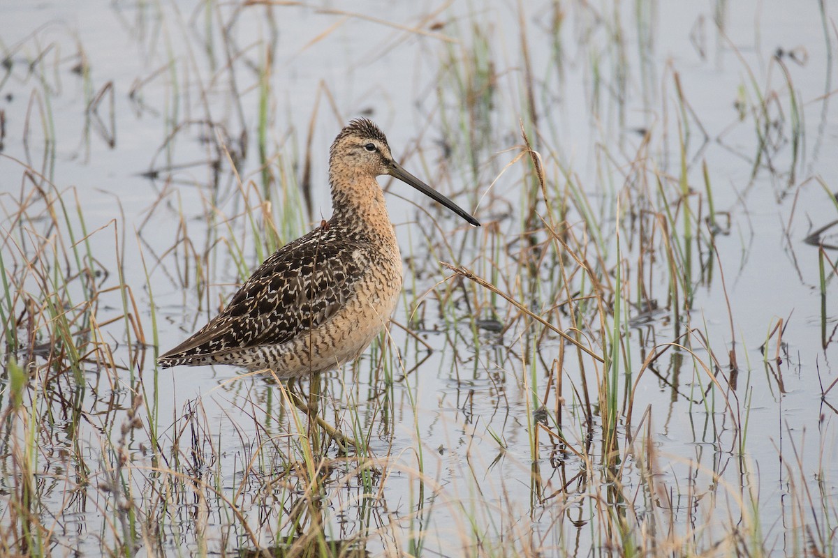 Long-billed Dowitcher - ML204918461